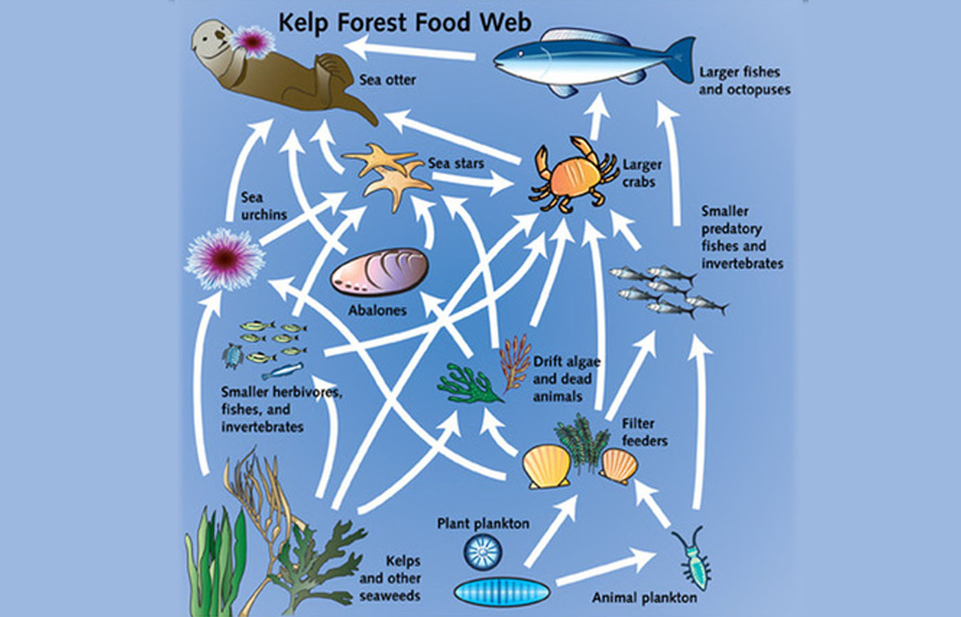 Expect sea spaghetti to be a dish of the future, here's why - DadLife ...