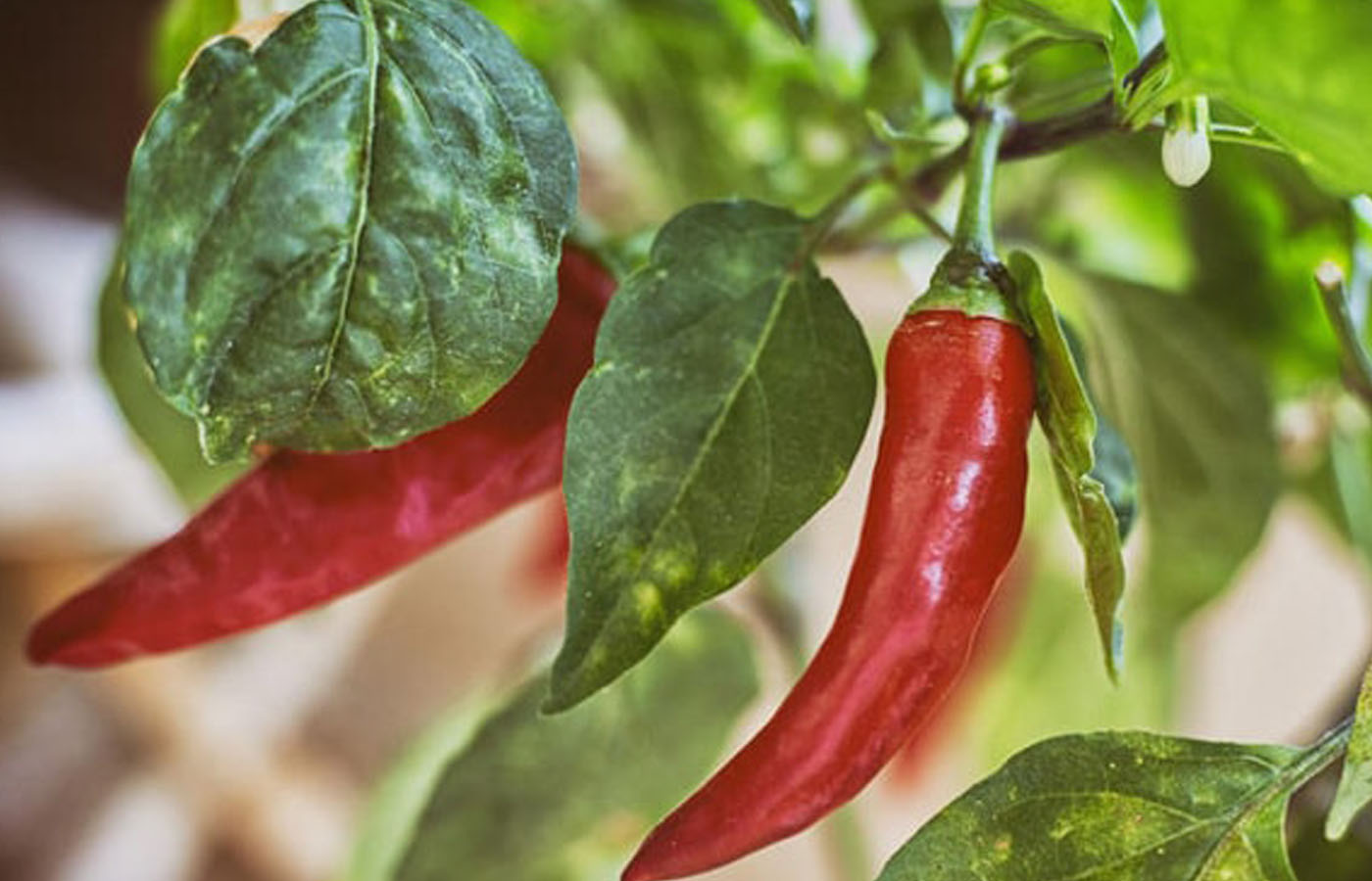 Pepper growing Stages.