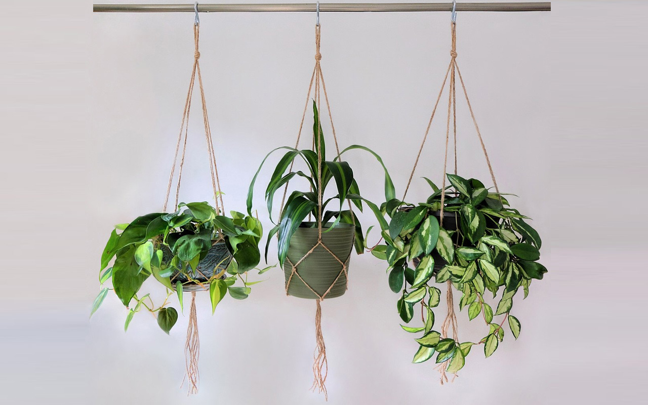 Best indoor hanging plants you can easily maintain   dlmag