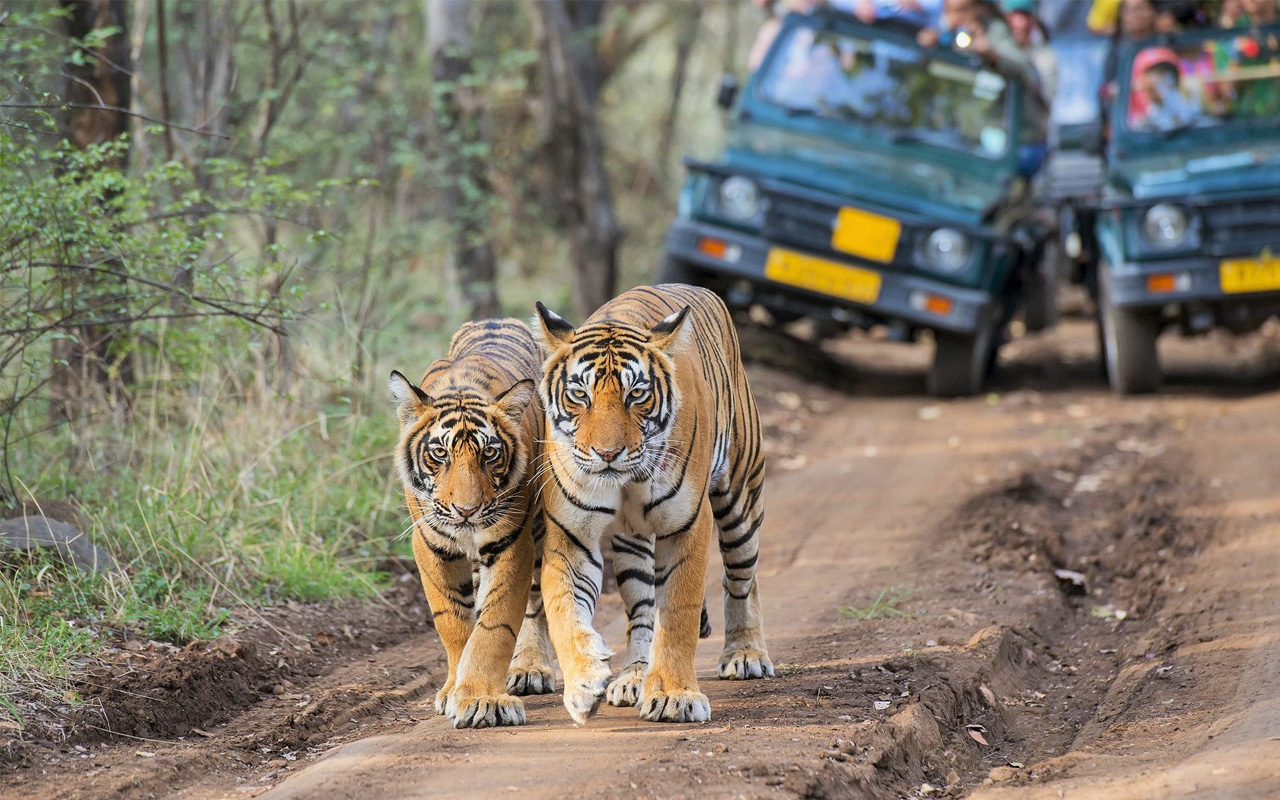 Five most exciting Asian wildlife safaris - DadLife Magazine