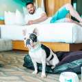 Best pet-friendly hotels in the US your furry friend will love