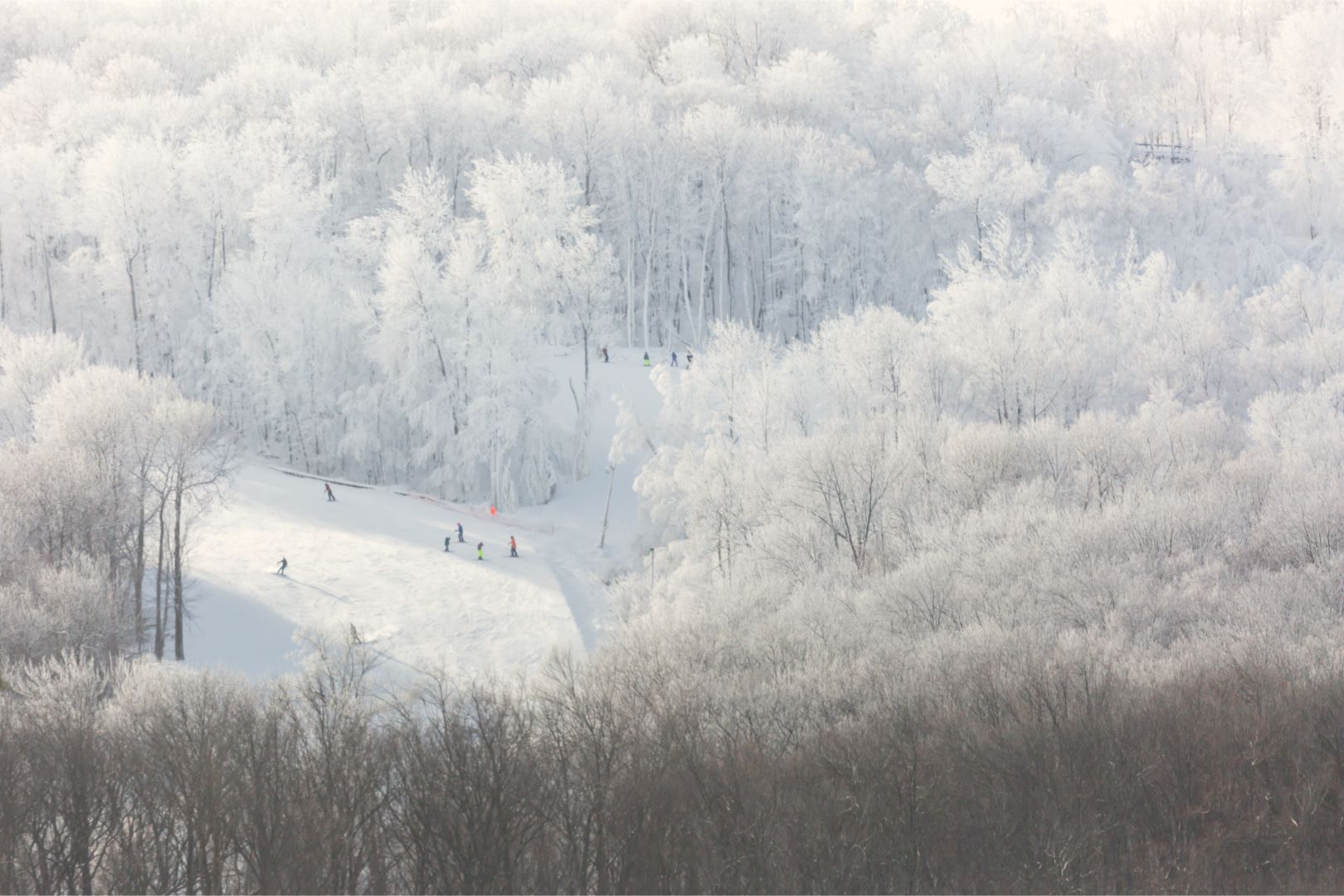 Wisconsin skiers amidst a snowy forest
